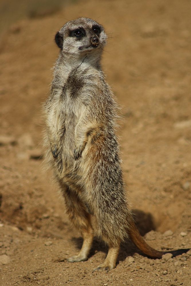 Meerkat standing, desert animal. Free public domain CC0 photo.