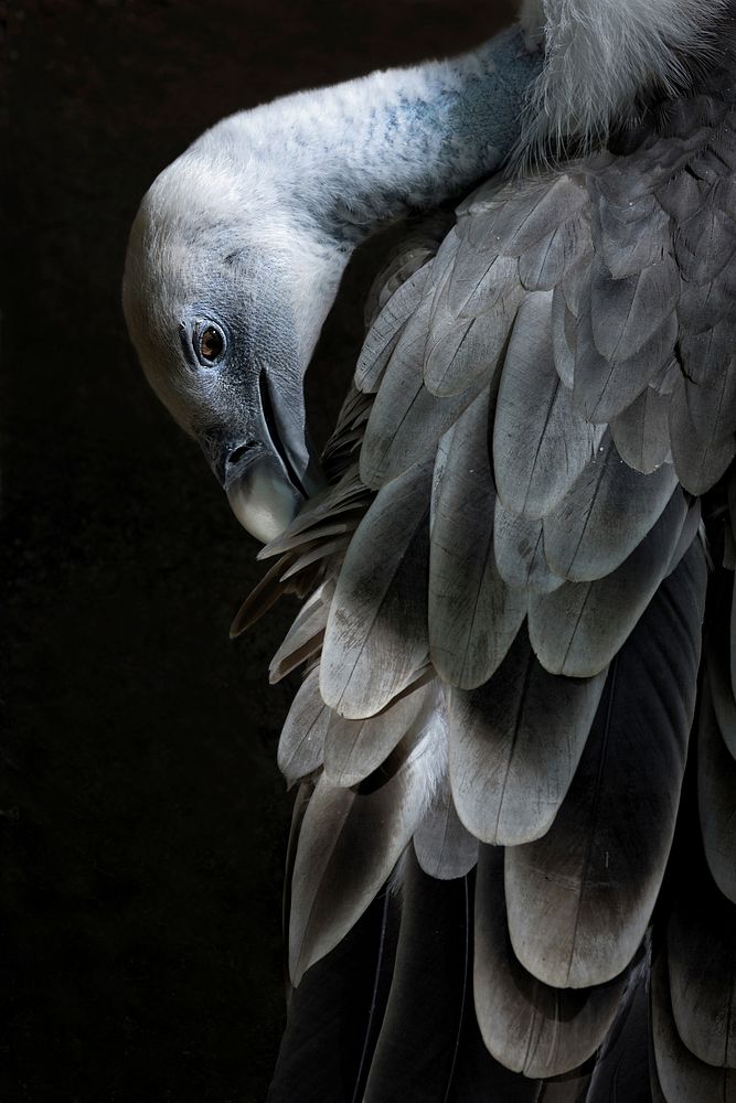 Vulture, bird photography. Free public domain CC0 image.