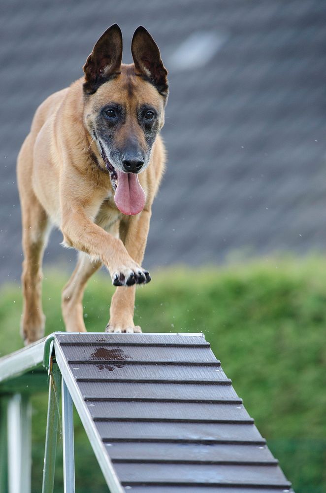 Dog on training. Free public domain CC0 photo.