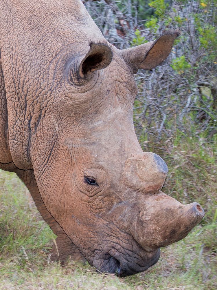 Close up rhino head. Free public domain CC0 photo.