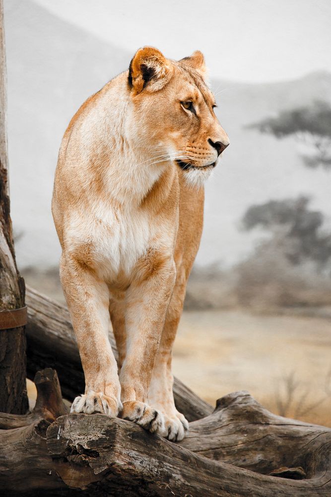 Lioness in the wild. Free public domain CC0 image.