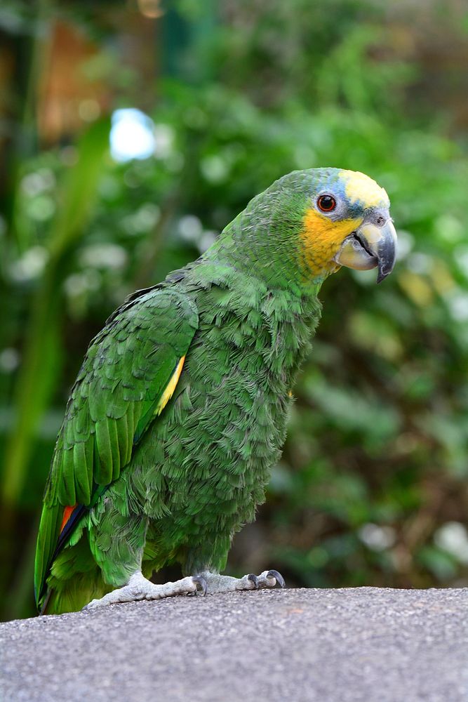 Amazong parrot, orange winged. Free public domain CC0 image.