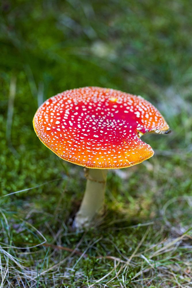 Red mushroom hat, fly agaric toadstool. Free public domain CC0 image.