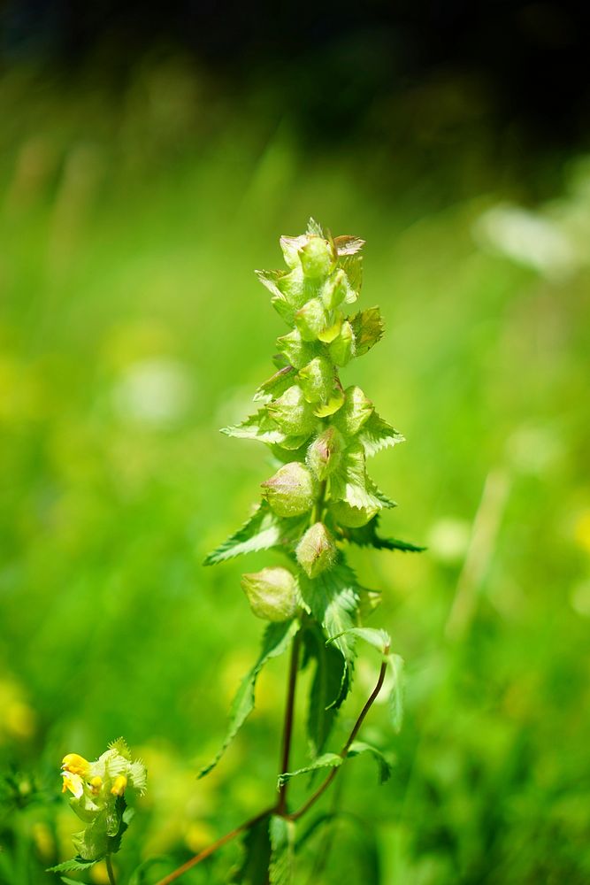 Yellow rattle. Free public domain CC0 image.