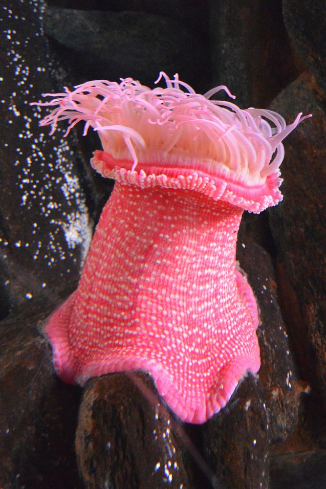 Neon pink anemone close up. Free public domain CC0 image.