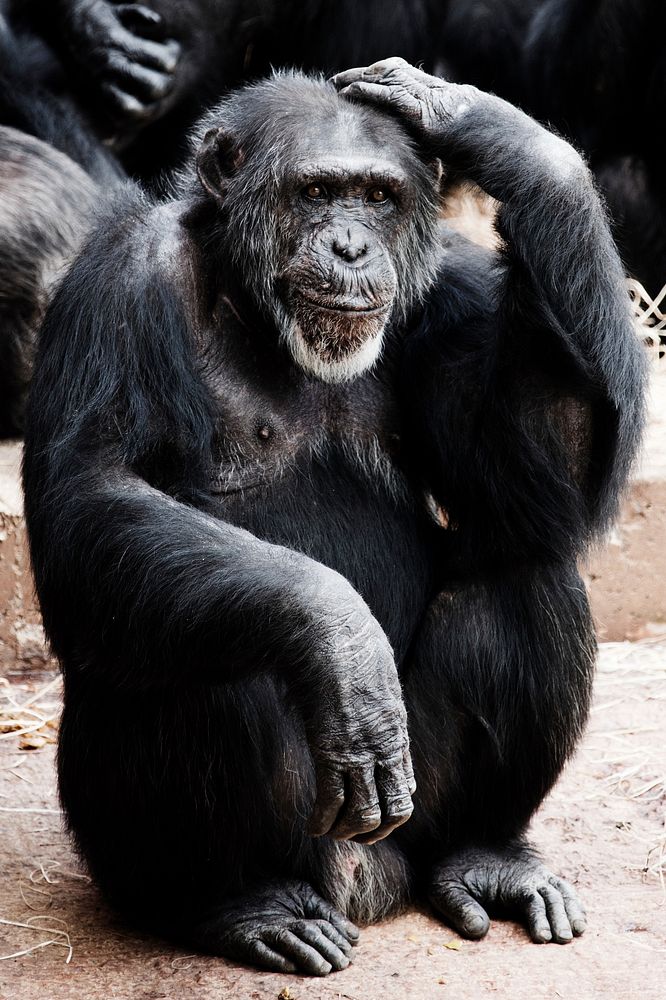 Chimpanzee photo. Free public domain CC0 image.