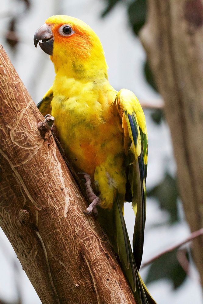 Concure parrot, bird photo. Free public domain CC0 image.