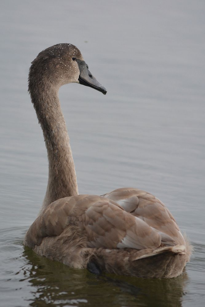 Brown mute swan close up. Free public domain CC0 image.