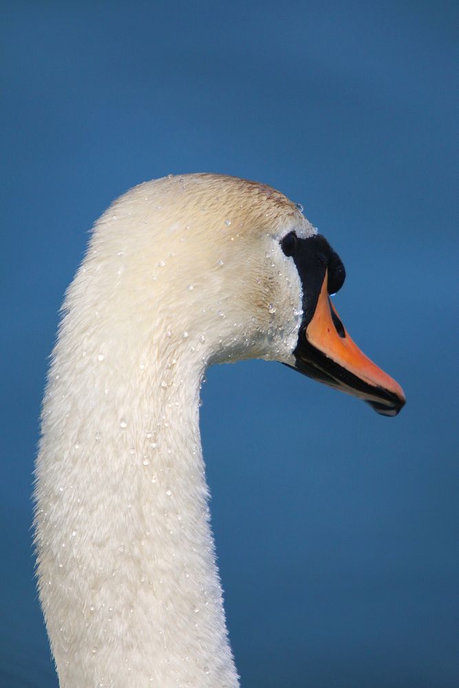 White swan head close up. Free public domain CC0 photo.