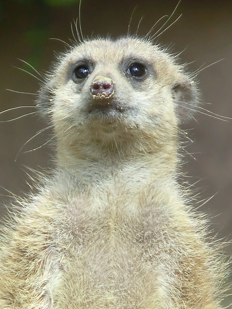 Cute meerkat, animal background. Free public domain CC0 photo.