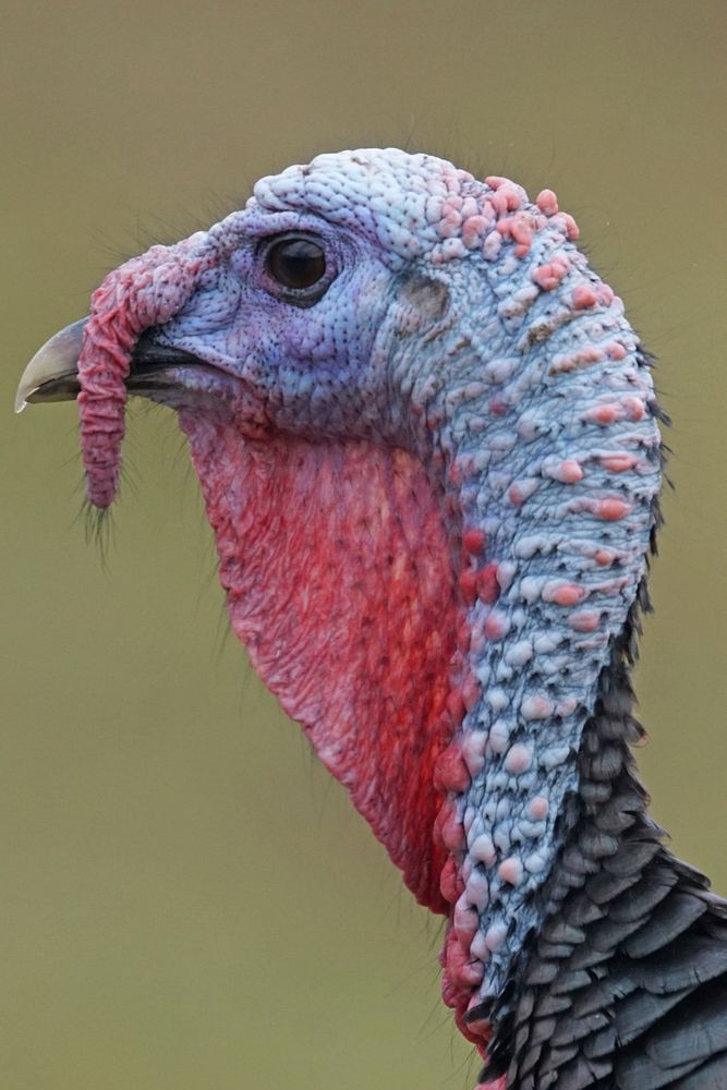 Turkey bird head. Free public domain CC0 photo.