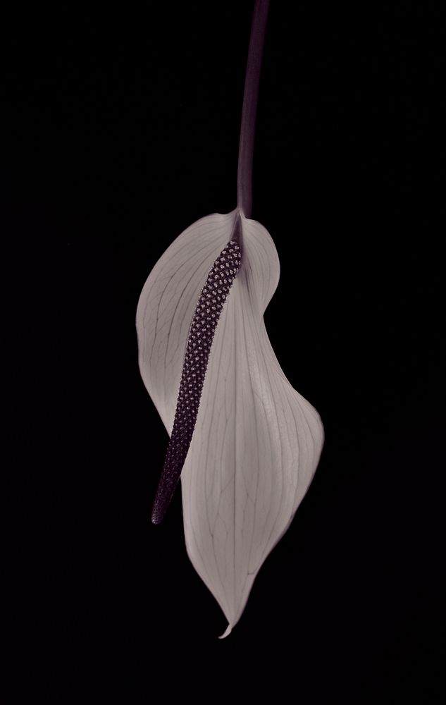 Peace lily background. Free public domain CC0 image.