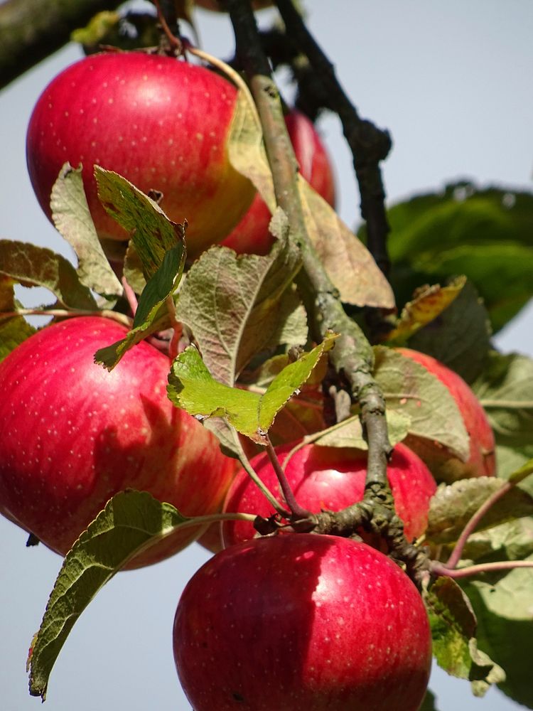 Closeup on red apples hanging in tree. Free public domain CC0 photo.