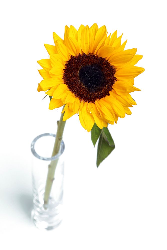 Sunflower background. Free public domain CC0 image.