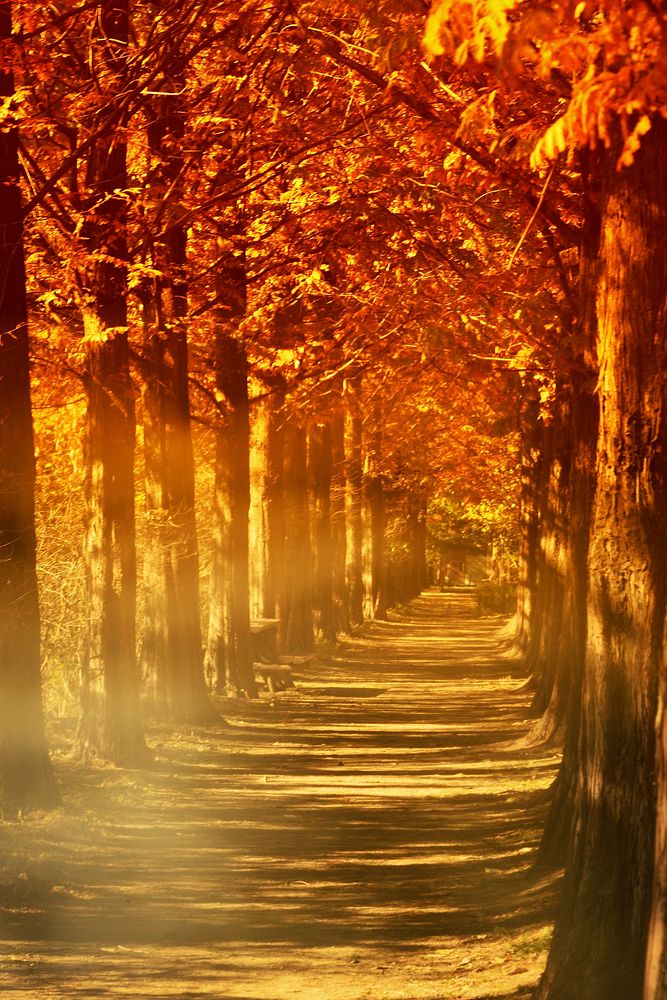 Beautiful Autumn forest background. Free public domain CC0 photo.