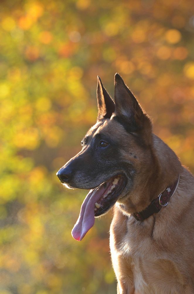 German shepherd. Free public domain CC0 photo.