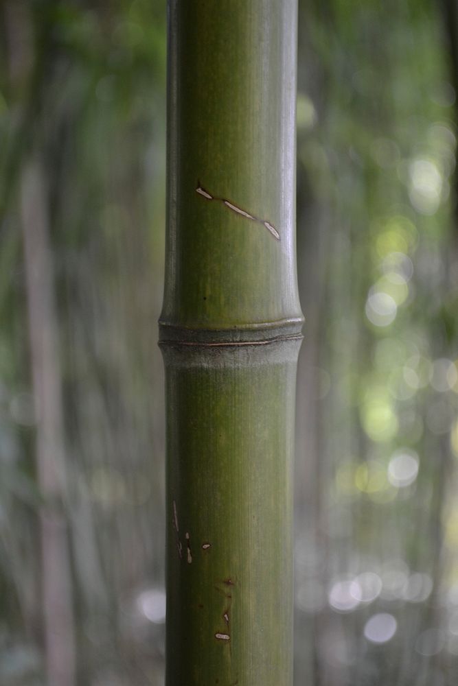Bamboo tree close up. Free public domain CC0 photo.