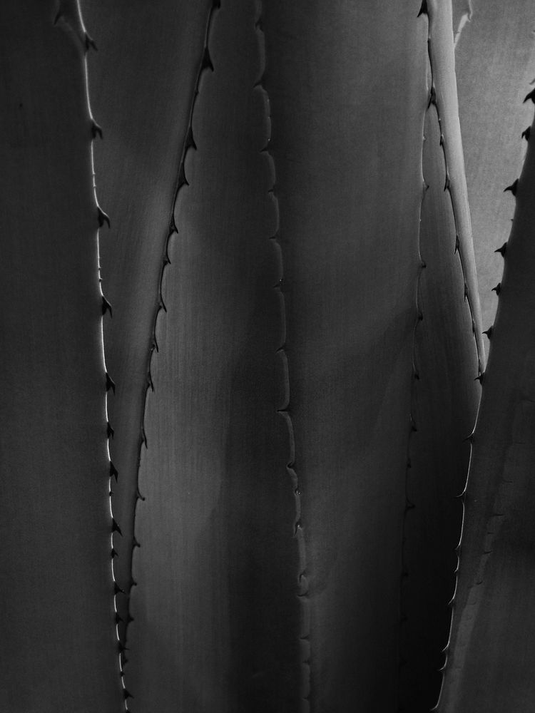Aloe monotone, macro shot. Free public domain CC0 image.