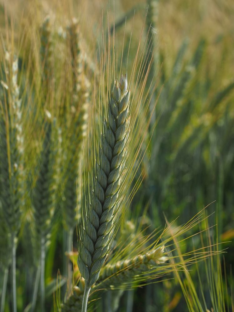 Barley field, agricultural farm. Free public domain CC0 photo.