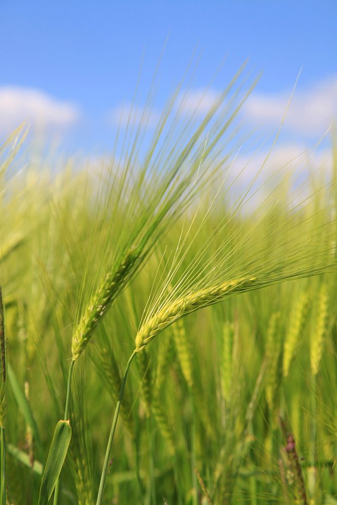 Wheat field. Free public domain CC0 photo.