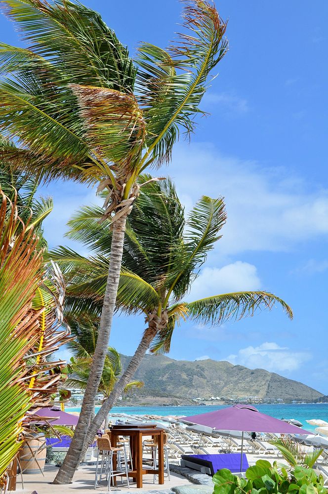 Palm tree, nature background. Free public domain CC0 photo.