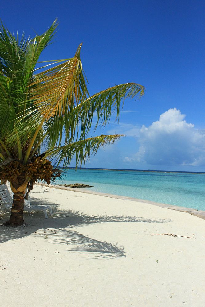 Palm trees in the beach. Free public domain CC0 image.