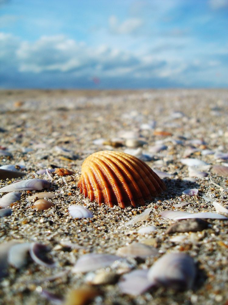 Beach sea shell close up. Free public domain CC0 image.