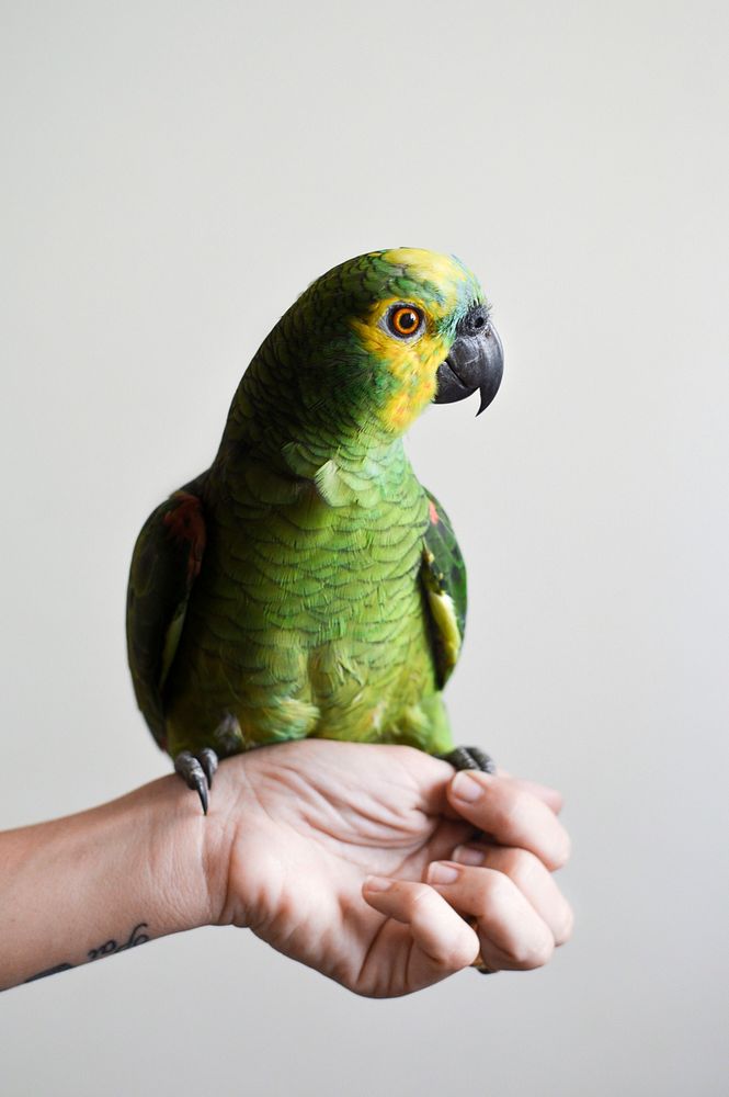 Green parrot, bid pet. Free public domain CC0 image.