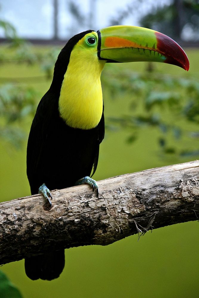 Toucan bird. Free public domain CC0 image.