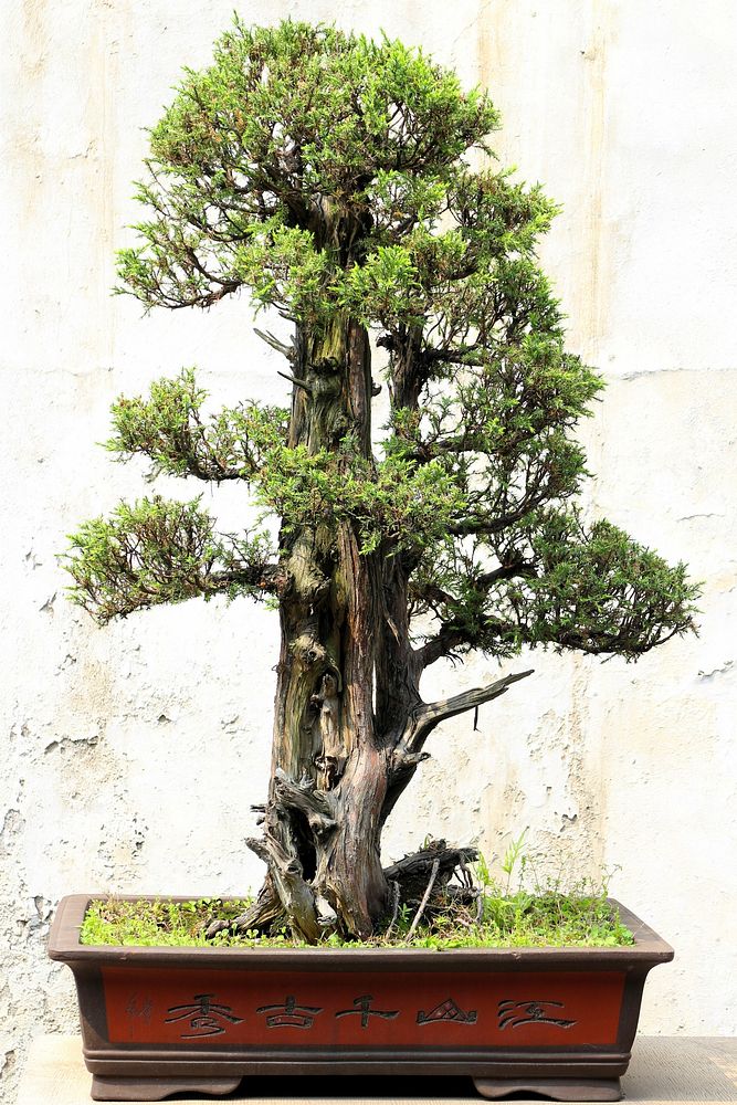 Bonsai tree. Free public domain CC0 photo.