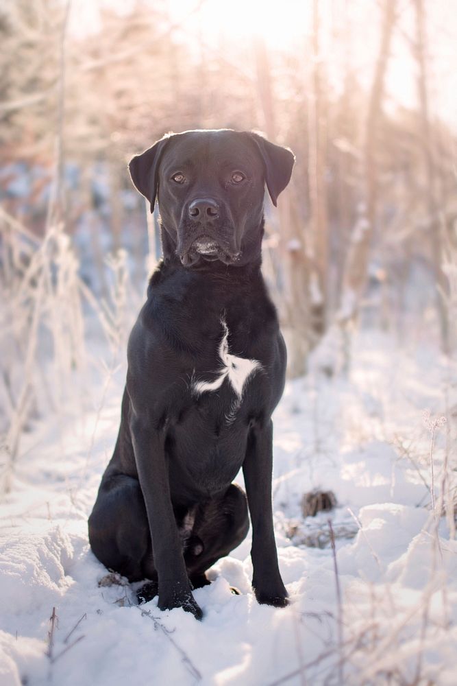 Black dog sitting on snow. Free public domain CC0 photo.
