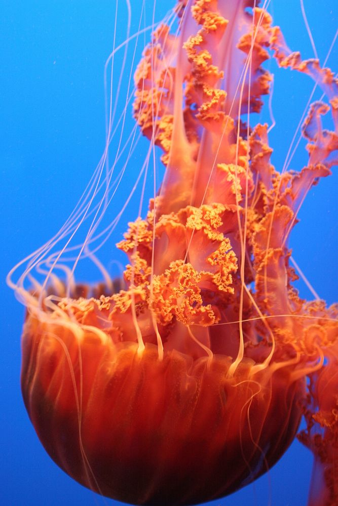 Bright orange floating jellyfishes. Free public domain CC0 image.