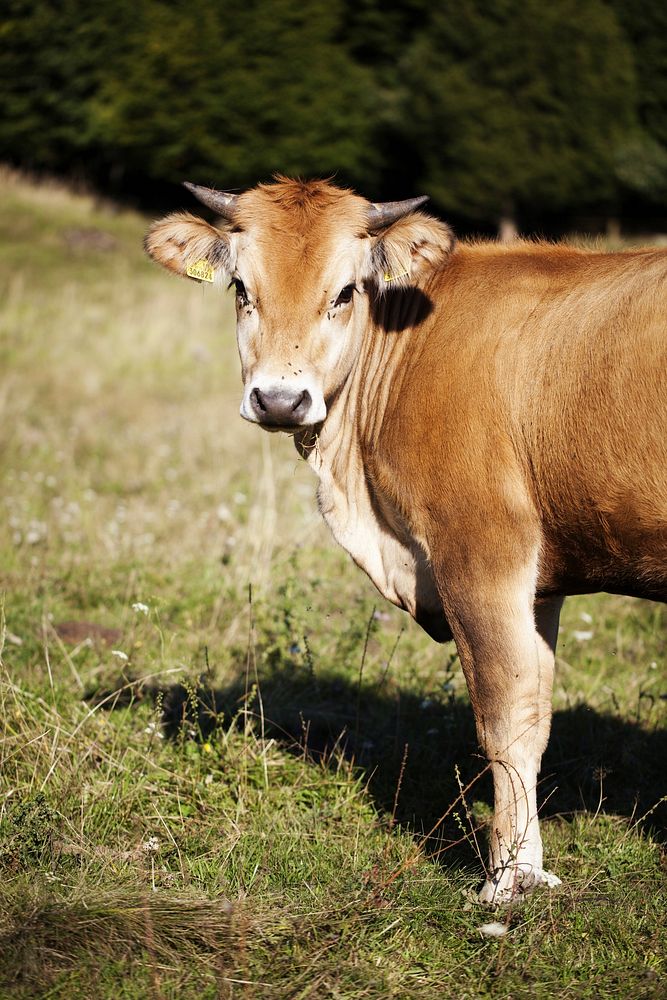 Hereford cattle, livestock animal.  Free public domain CC0 photo.