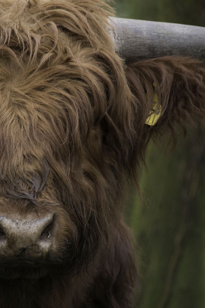 Brown Scottish Highlander Cow. Free public domain CC0 image.