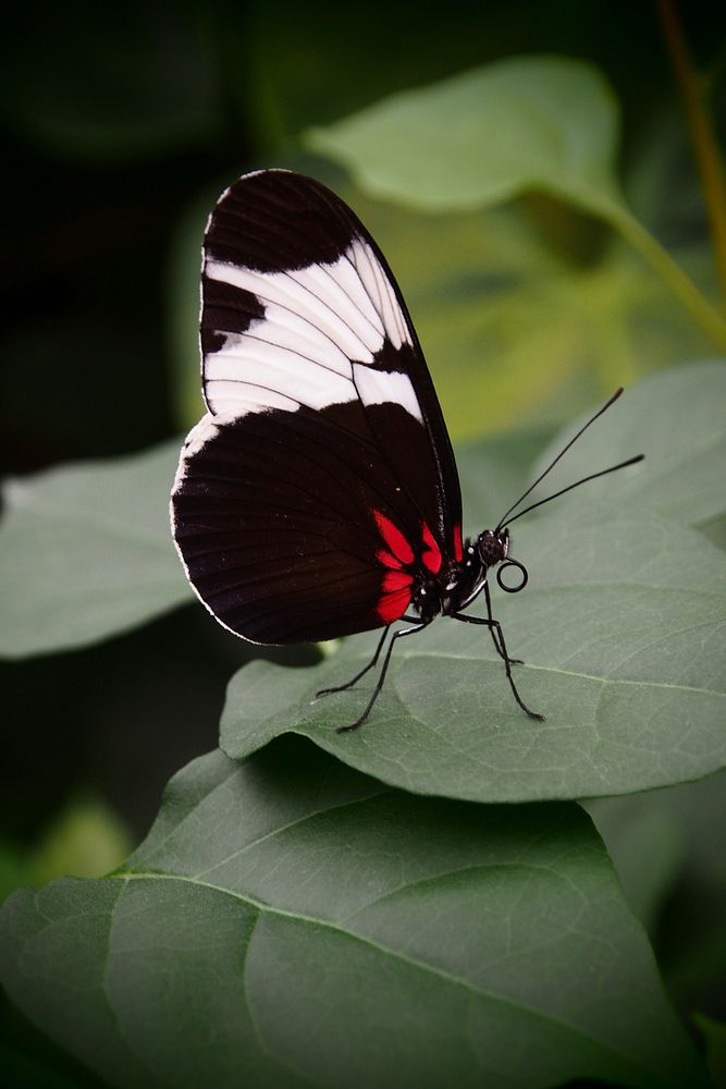 Beautiful butterfly in nature. Free public domain CC0 photo.