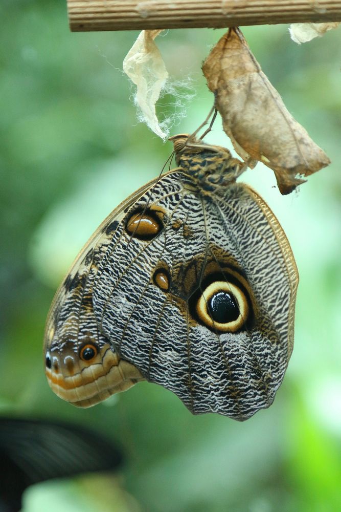 Butterfly in nature. Free public domain CC0 photo.