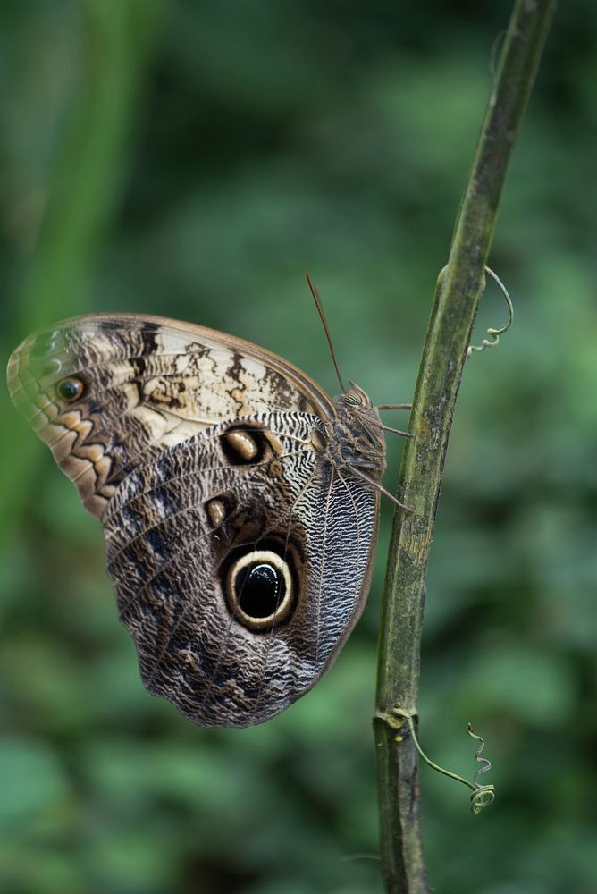 Butterfly in nature. Free public domain CC0 photo.