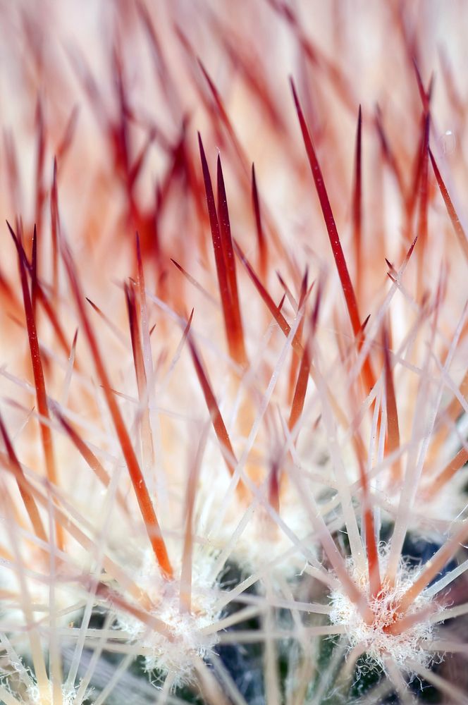 Cactus background. Free public domain CC0 photo.