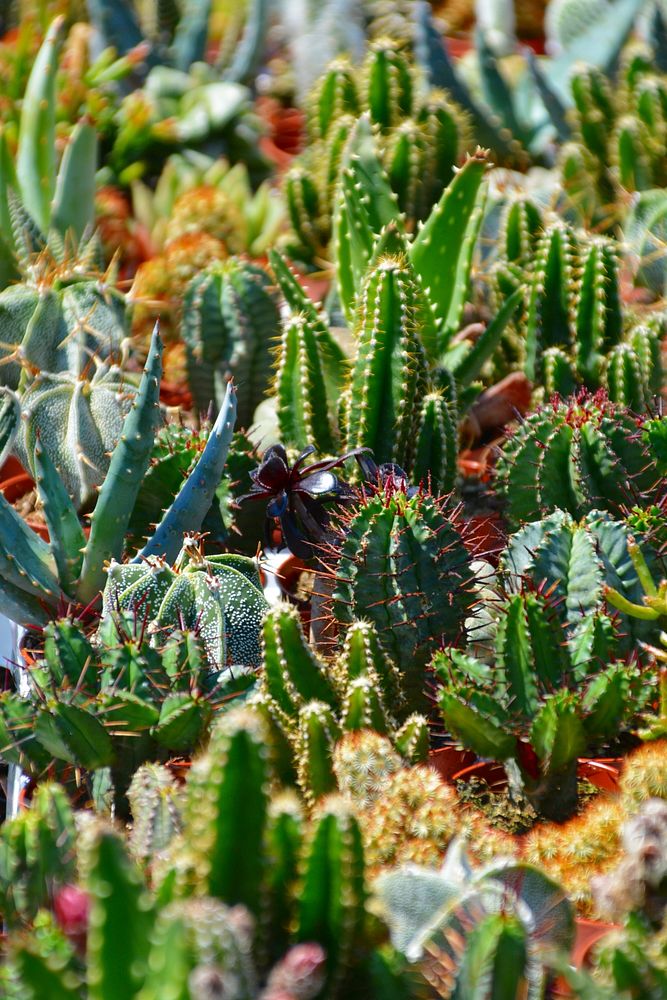 Cactus background. Free public domain CC0 photo.