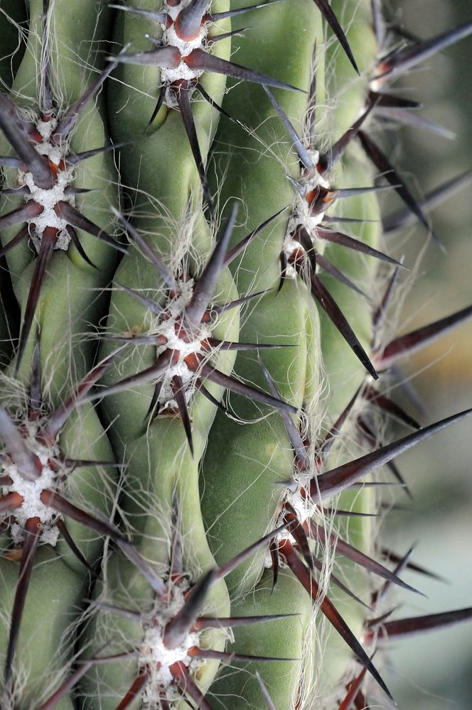 Cactus background. Free public domain CC0 photo.