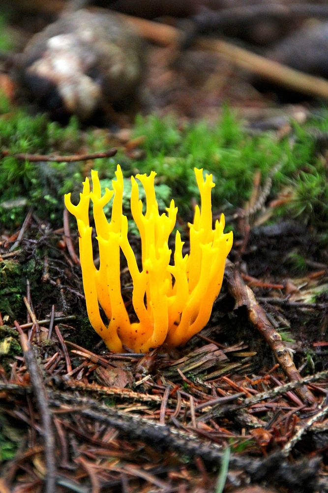 Yellow wild plant on a forest floor. Free public domain CC0 photo.