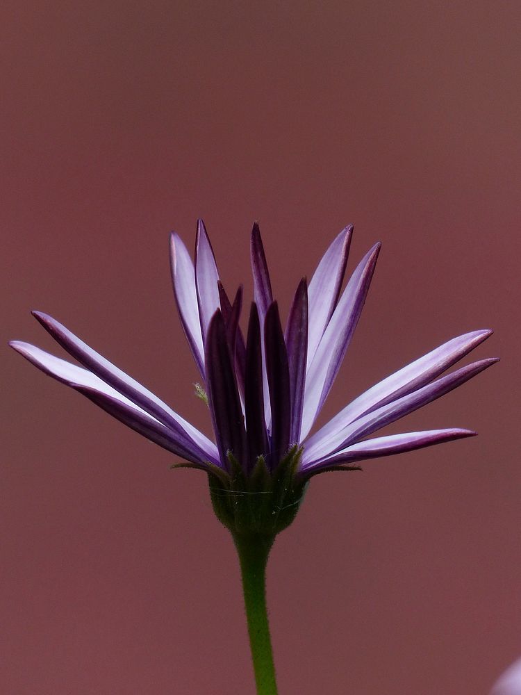 Cape marguerite flower background. Free public domain CC0 photo.
