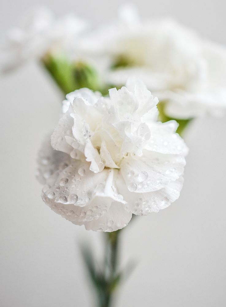 White carnations closeup. Free public domain CC0 image.