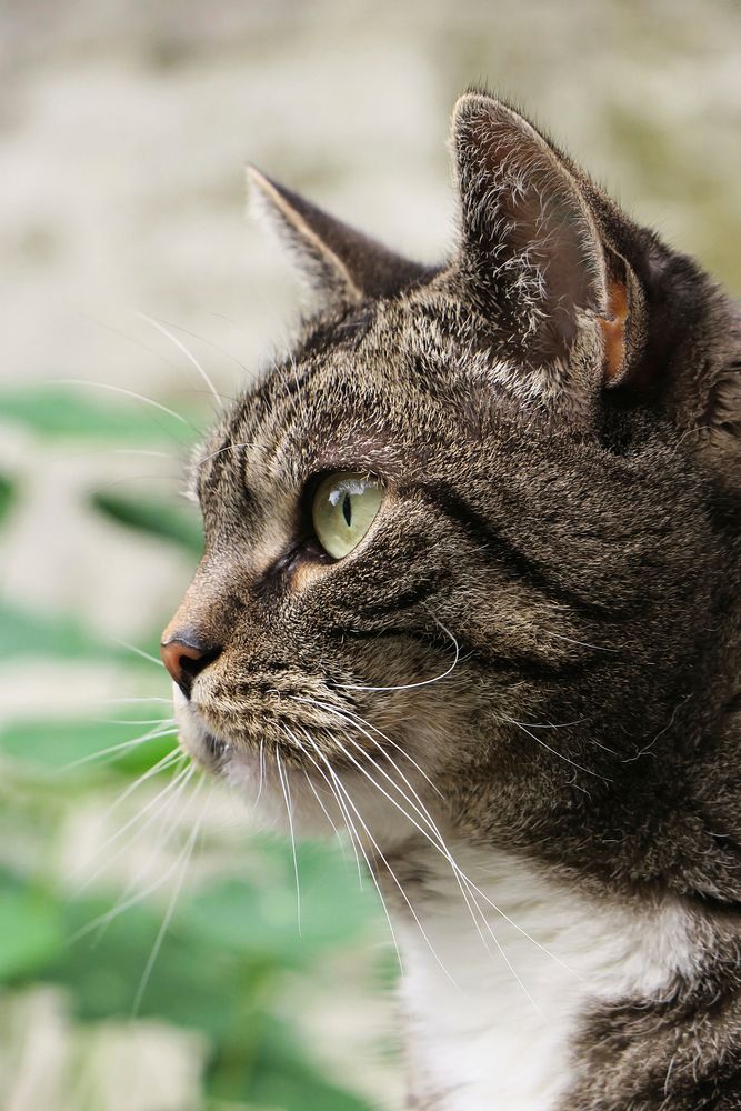 Outdoor tabby cat, animal image, free public domain CC0 photo.