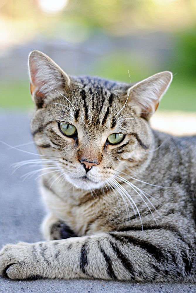 Outdoor tabby cat, animal image, free public domain CC0 photo.