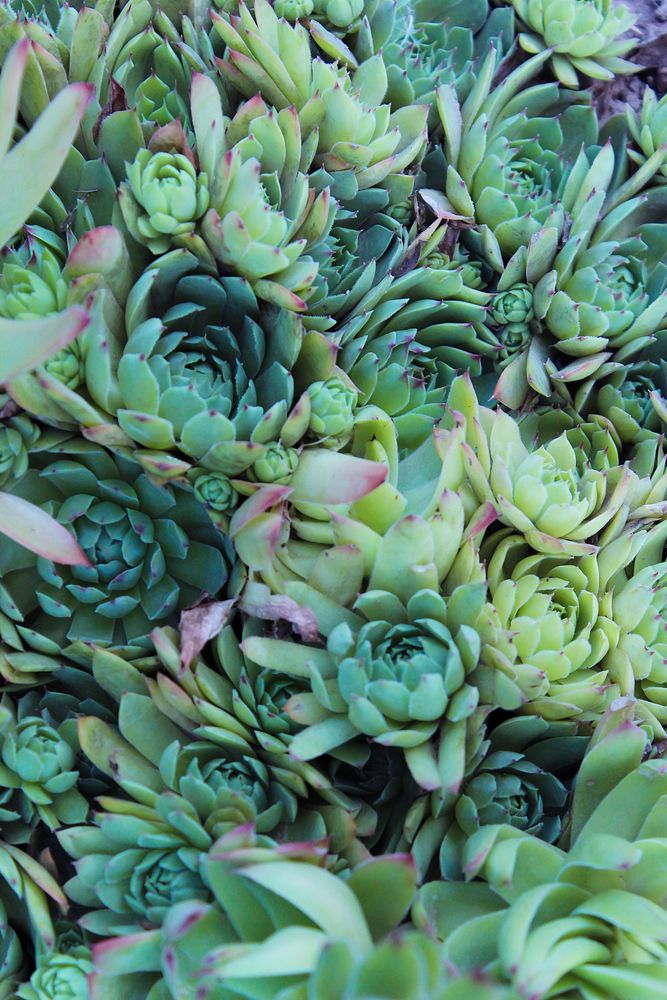 Succulent background. Free public domain CC0 image.