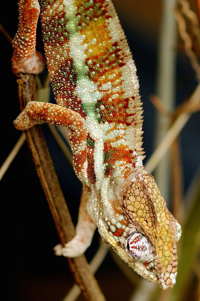 Iguana lizard. Free public domain CC0 image.