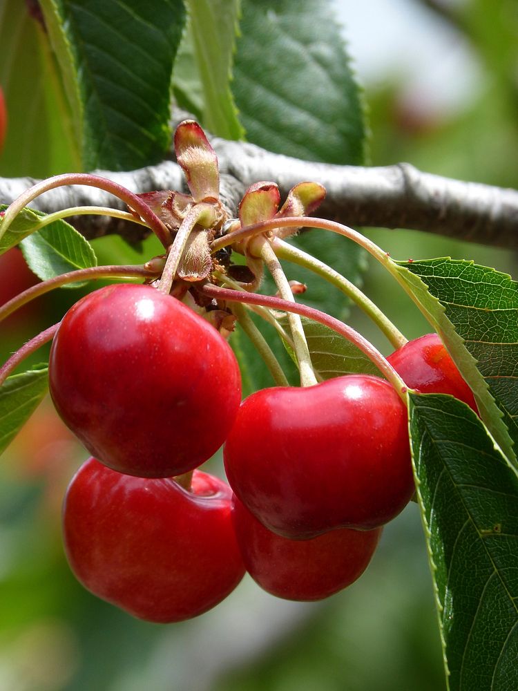 Cherries growing on tree. Free public domain CC0 image. 