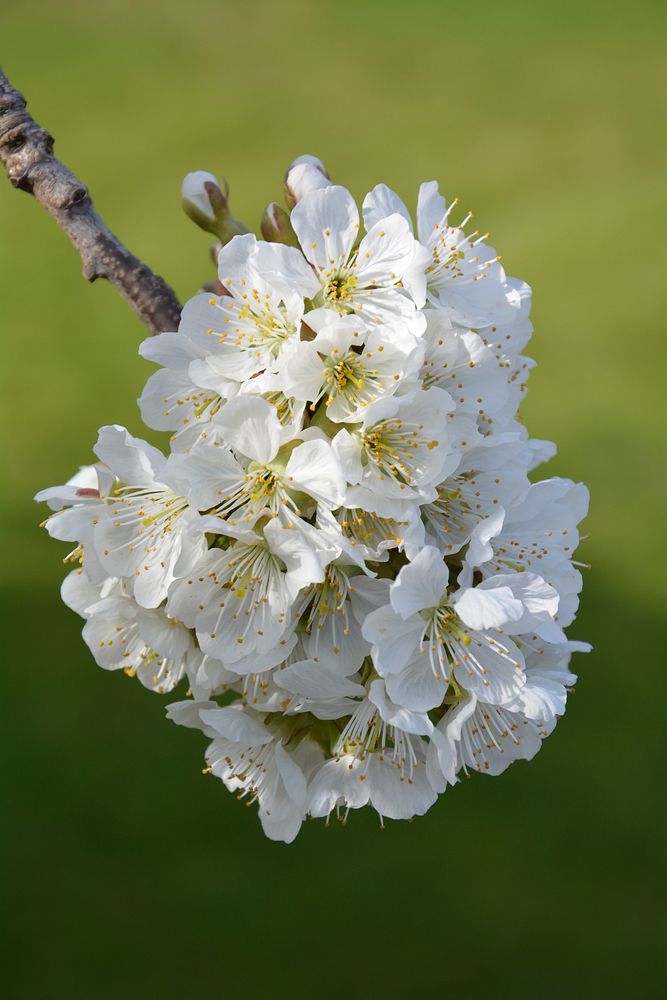 White cherry blossom background. Free public domain CC0 image.