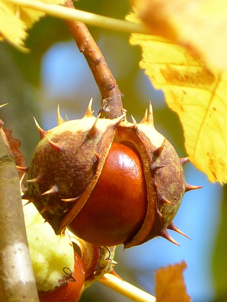 Closeup on chestnut in shell on tree. Free public domain CC0 photo.